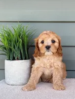 Penny, a female Cavapoo for sale in Elliottsburg, PA – 1 of 4