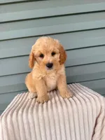 Tansy, a female Miniature Goldendoodle for sale in Elliottsburg, PA – 3 of 6