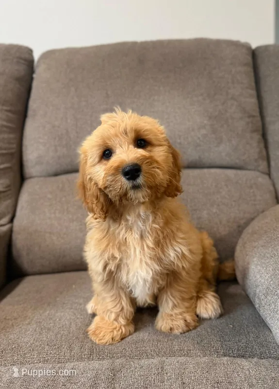 Tinkerbell – Miniature Goldendoodle puppy for sale in Elliottsburg, PA