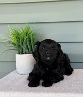 Pixie, a female Cavapoo for sale in Elliottsburg, PA – 2 of 5