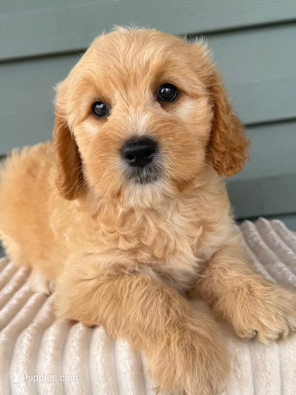 Tansy – Miniature Goldendoodle puppy for sale in Elliottsburg, PA