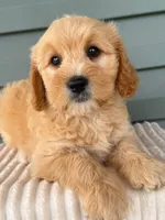 Tansy, a female Miniature Goldendoodle for sale in Elliottsburg, PA – 1 of 6