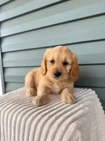 Toffee, a male Miniature Goldendoodle for sale in Elliottsburg, PA – 2 of 5