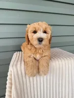 Tessa, a female Miniature Goldendoodle for sale in Elliottsburg, PA – 2 of 6