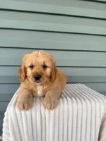 Tango, a male Miniature Goldendoodle for sale in Elliottsburg, PA – 3 of 5