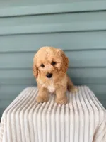 Tinkerbell, a female Miniature Goldendoodle for sale in Elliottsburg, PA – 2 of 5