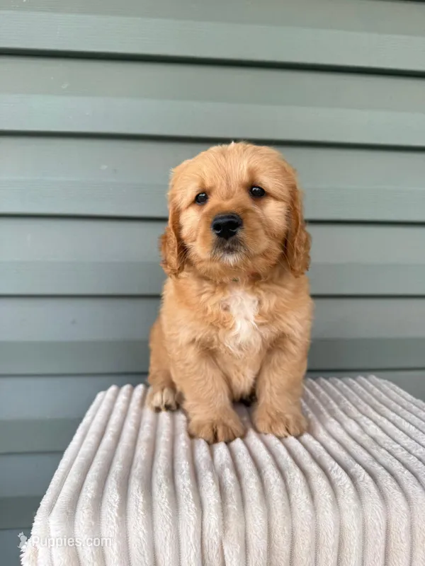 Tango – Miniature Goldendoodle puppy for sale in Elliottsburg, PA