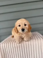 Tulip, a female Miniature Goldendoodle for sale in Elliottsburg, PA – 4 of 6
