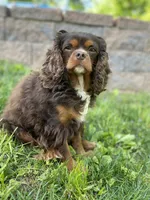 Penny, a female Cavapoo for sale in Elliottsburg, PA – 3 of 4