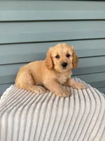 Toffee, a male Miniature Goldendoodle for sale in Elliottsburg, PA – 3 of 5