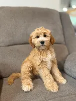 Tessa, a female Miniature Goldendoodle for sale in Millerstown, PA – 3 of 5