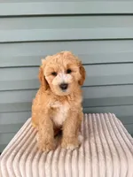 Tessa, a female Miniature Goldendoodle for sale in Elliottsburg, PA – 3 of 6