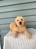 Teddy, a male Miniature Goldendoodle for sale in Elliottsburg, PA – 2 of 5