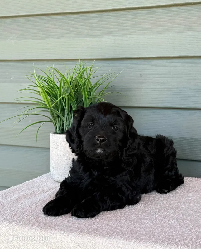 Pixie – Cavapoo puppy for sale in Elliottsburg, PA