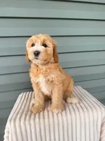 Tessa, a female Miniature Goldendoodle for sale in Elliottsburg, PA – 4 of 6