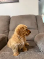 Tango, a male Miniature Goldendoodle for sale in Millerstown, PA – 3 of 5