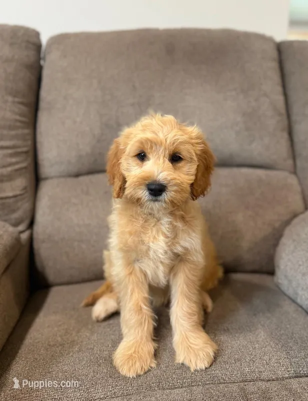 Tansy – Miniature Goldendoodle puppy for sale in Elliottsburg, PA