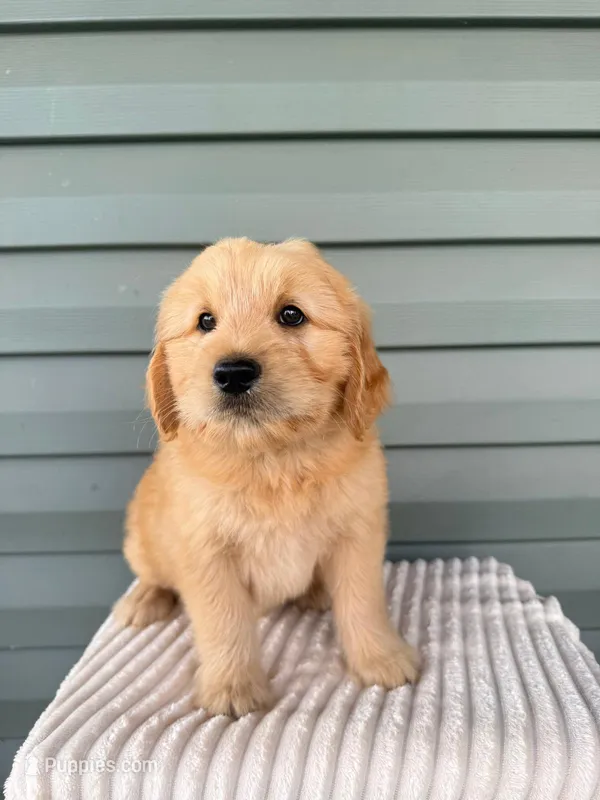 Teddy – Miniature Goldendoodle puppy for sale in Elliottsburg, PA