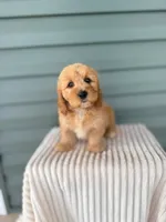 Tinkerbell, a female Miniature Goldendoodle for sale in Elliottsburg, PA – 3 of 5