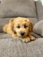 Tasha, a female Miniature Goldendoodle for sale in Millerstown, PA – 4 of 7