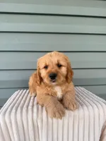 Tango, a male Miniature Goldendoodle for sale in Elliottsburg, PA – 2 of 5