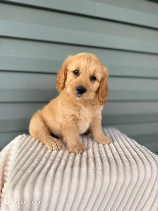 Toffee – Miniature Goldendoodle puppy for sale in Elliottsburg, PA