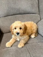 Tansy, a female Miniature Goldendoodle for sale in Millerstown, PA – 2 of 5