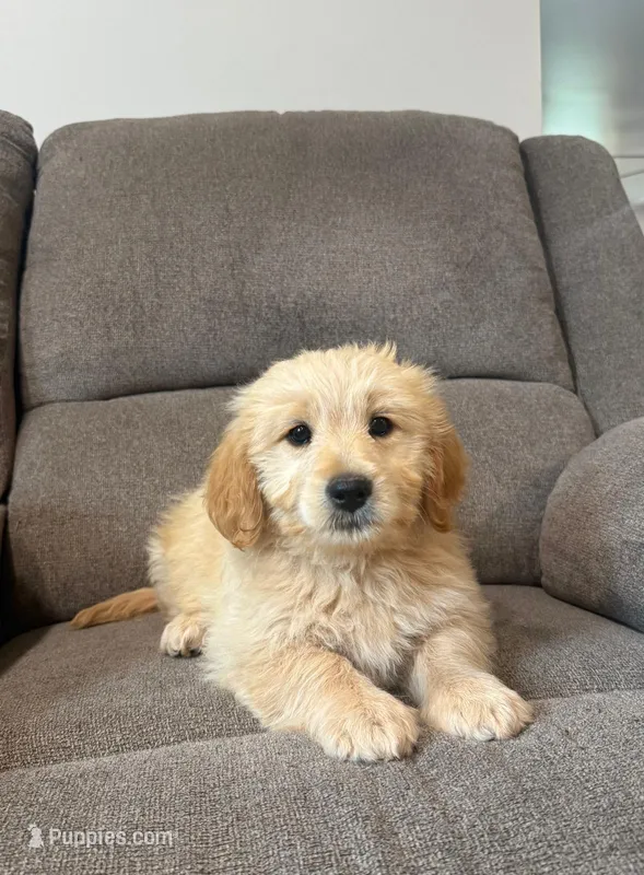 Tulip – Miniature Goldendoodle puppy for sale in Elliottsburg, PA