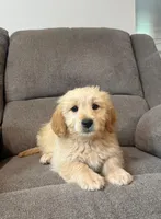 Tulip, a female Miniature Goldendoodle for sale in Millerstown, PA – 1 of 5