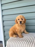 Tasha, a female Miniature Goldendoodle for sale in Elliottsburg, PA – 2 of 5