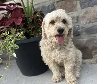 Tasha, a female Miniature Goldendoodle for sale in Elliottsburg, PA – 5 of 5