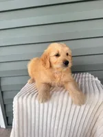 Teddy, a male Miniature Goldendoodle for sale in Elliottsburg, PA – 3 of 5