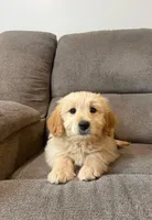 Tulip, a female Miniature Goldendoodle for sale in Millerstown, PA – 3 of 5