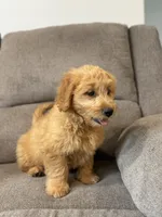 Tasha, a female Miniature Goldendoodle for sale in Millerstown, PA – 3 of 7