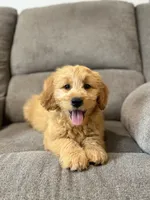 Tasha, a female Miniature Goldendoodle for sale in Millerstown, PA – 2 of 7