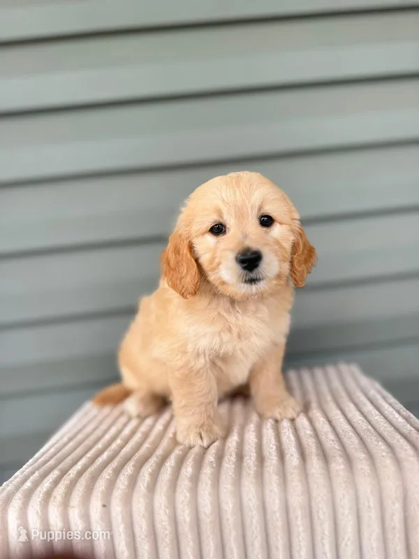Tulip – Miniature Goldendoodle puppy for sale in Elliottsburg, PA