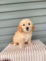 Tulip, a female Miniature Goldendoodle for sale in Elliottsburg, PA – 1 of 6