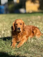 Tasha, a female Miniature Goldendoodle for sale in Elliottsburg, PA – 4 of 5