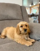 Tango, a male Miniature Goldendoodle for sale in Millerstown, PA – 2 of 5