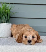 Penny, a female Cavapoo for sale in Elliottsburg, PA – 2 of 4