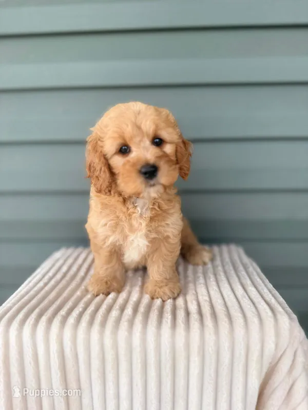 Tinkerbell – Miniature Goldendoodle puppy for sale in Elliottsburg, PA