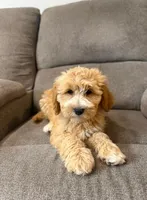 Tessa, a female Miniature Goldendoodle for sale in Millerstown, PA – 2 of 5
