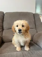 Tulip, a female Miniature Goldendoodle for sale in Millerstown, PA – 2 of 5