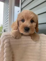 Tansy, a female Miniature Goldendoodle for sale in Elliottsburg, PA – 2 of 6