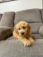 Tasha, a female Miniature Goldendoodle for sale in Millerstown, PA – 5 of 7