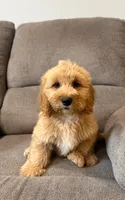 Tinkerbell, a female Miniature Goldendoodle for sale in Millerstown, PA – 2 of 5