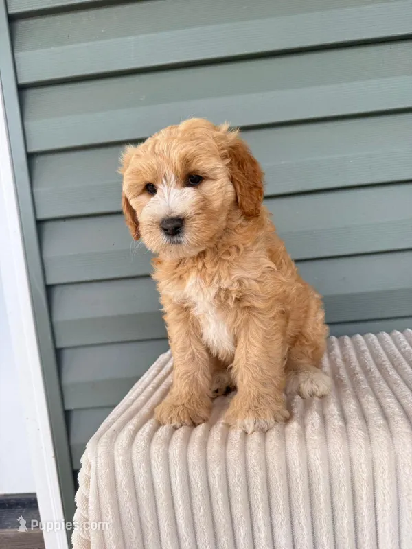 Tessa – Miniature Goldendoodle puppy for sale in Elliottsburg, PA