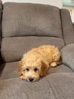 Tansy, a female Miniature Goldendoodle for sale in Millerstown, PA – 3 of 5