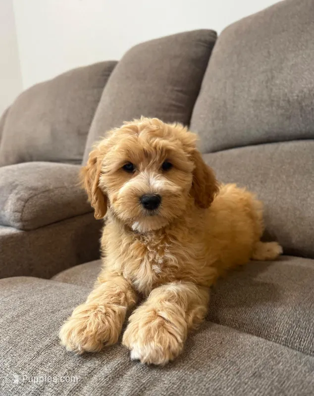 Tessa – Miniature Goldendoodle puppy for sale in Elliottsburg, PA