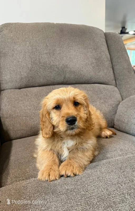 Tango – Miniature Goldendoodle puppy for sale in Elliottsburg, PA